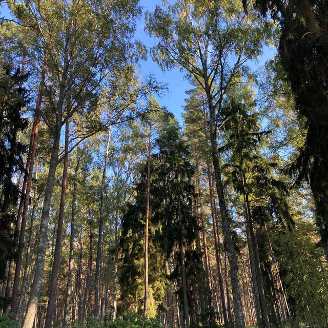Dzintari Forest Park 🗺️