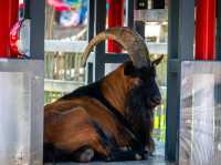 Very big zoo in Germany 🇩🇪