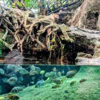 🐾 估唔到係巴塞隆拿都可以見到佢!?CosmoCaixa 科學博物館 🐟