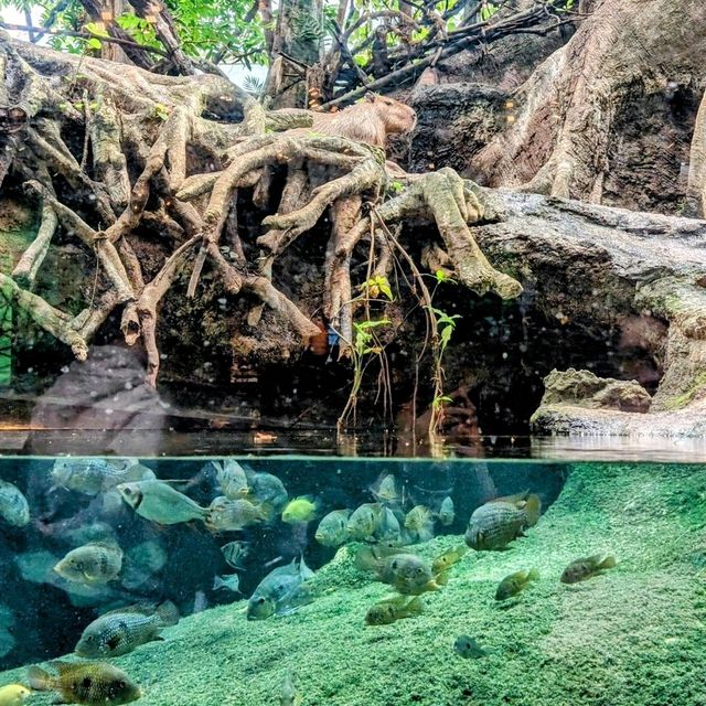 🐾 估唔到係巴塞隆拿都可以見到佢!?CosmoCaixa 科學博物館 🐟