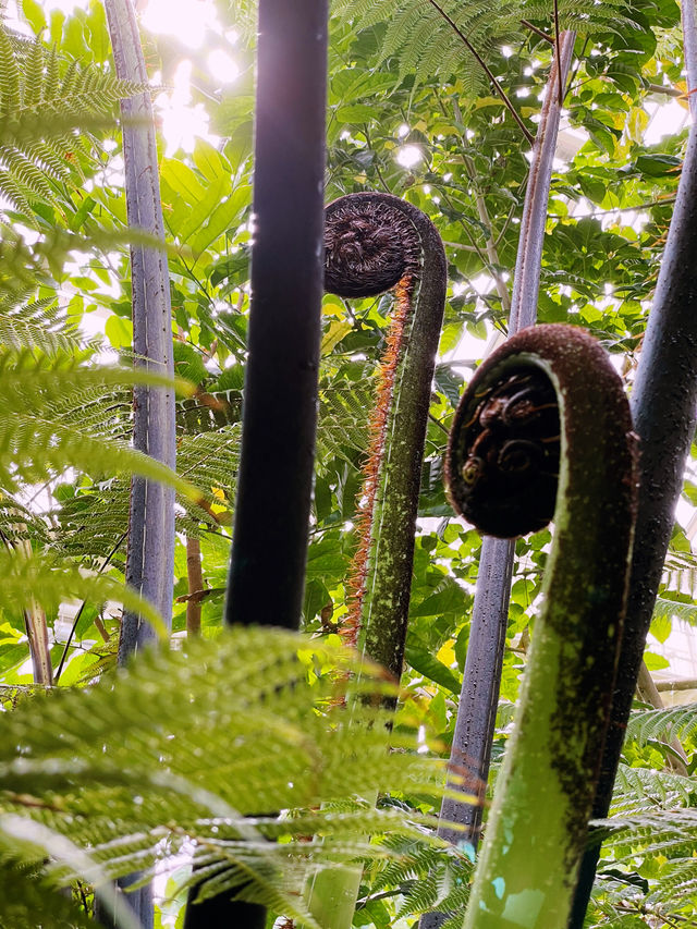 Kew Gardens: London’s Green Oasis of Wonders