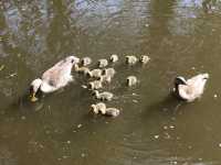Delightful Ducklings