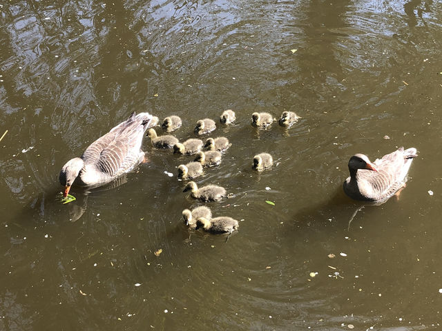 Delightful Ducklings