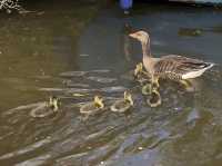 Delightful Ducklings