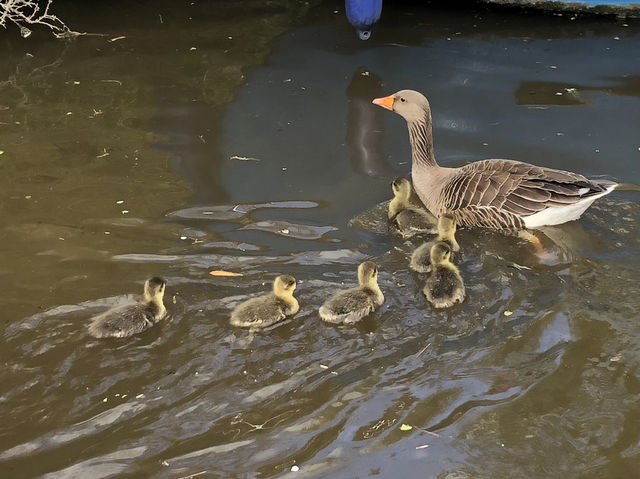 Delightful Ducklings