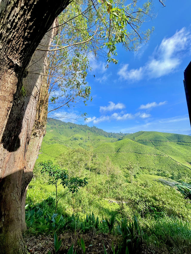 3 Days in Brinchang