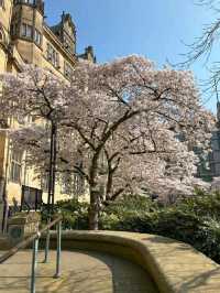 🌸 Spring Has Arrived in Sheffield City Centre – Here's How to Capture It 🌞📷