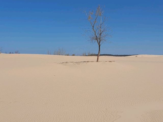 미시건주 그랜드레피즈 모래언덕