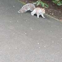 The tamest squirrels