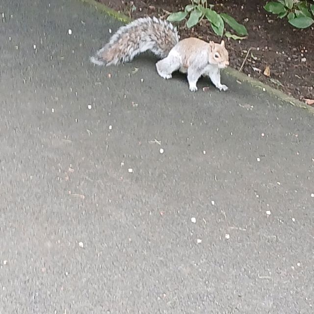 The tamest squirrels