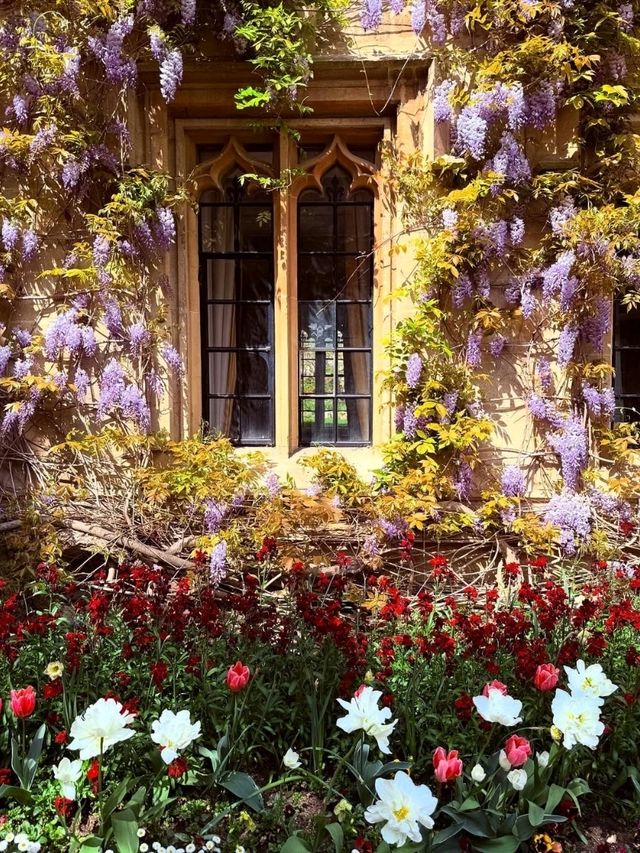 🌸 Wisteria Season in Oxford: A Dreamy Purple Veil over the City of Spires 🇬🇧✨