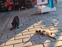 貓奴們🐈快來伊斯坦堡轉機吧～🐈‍⬛