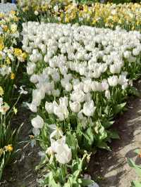 A Symphony of Blooms