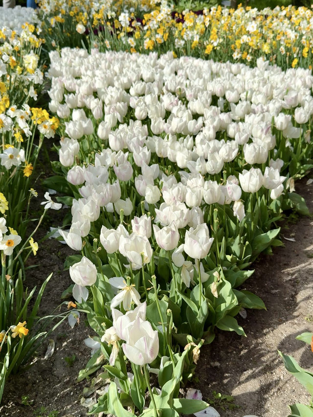 A Symphony of Blooms