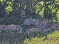 Wild Hearts & Golden Horizons: Fall Safari in Kenya