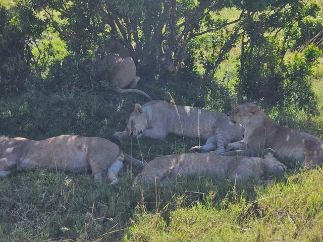 Wild Hearts & Golden Horizons: Fall Safari in Kenya Wild Hearts & Golden Horizons: Fall Safari in Kenya