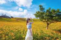 台灣赤科山金針花海🌼