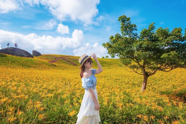台灣赤科山金針花海🌼
