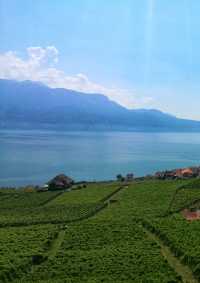 Vineyard