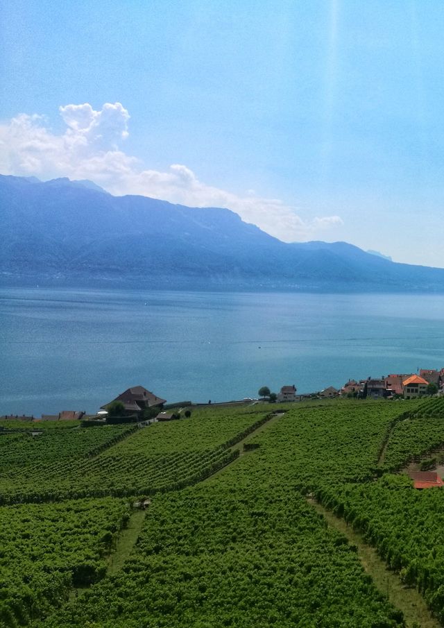 Vineyard