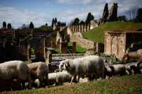 Sheep have become an important force in protecting the ancient ruins of Pompeii.