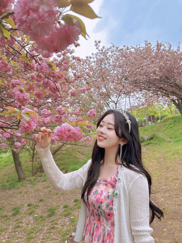 Busan's double-layered cherry blossoms 🌸 are in full bloom! So beautiful ahhh! 💓