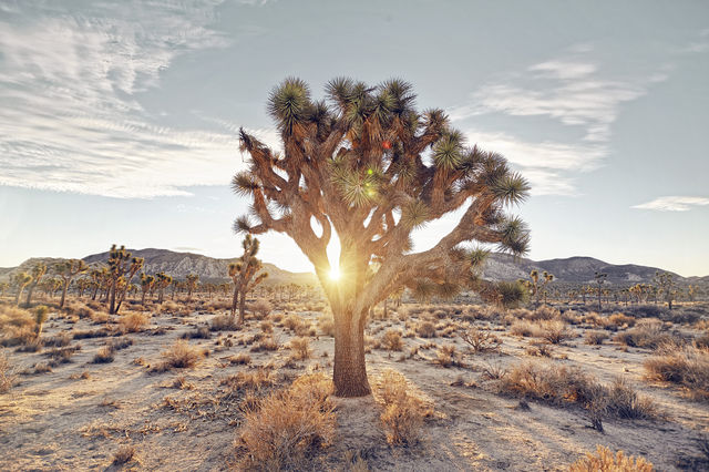 Joshua Tree National Park New  Exhibit