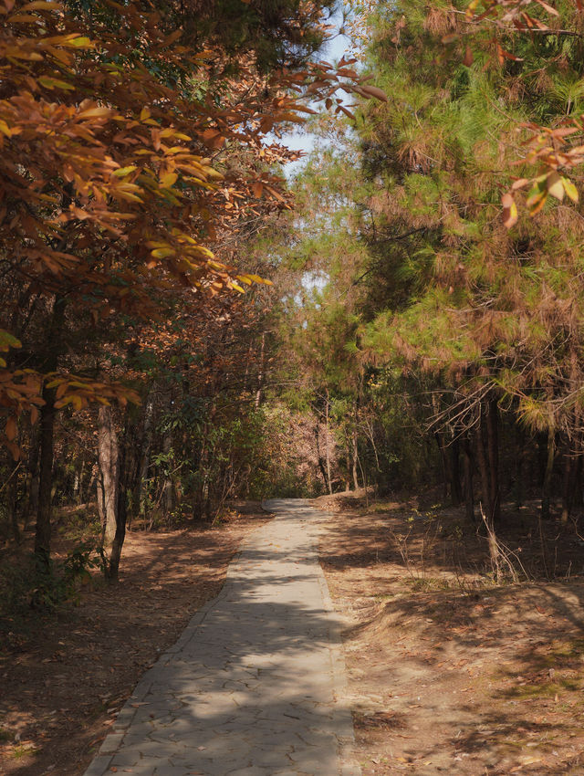 綿陽近郊免費寶藏森林公園