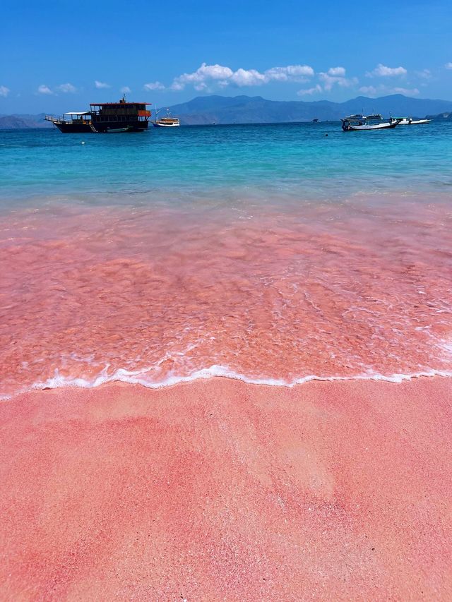 印尼/科莫多島/你見過粉紅色的沙灘嗎？