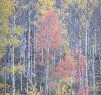 秋天的白楊樹，紀念秋天的色彩