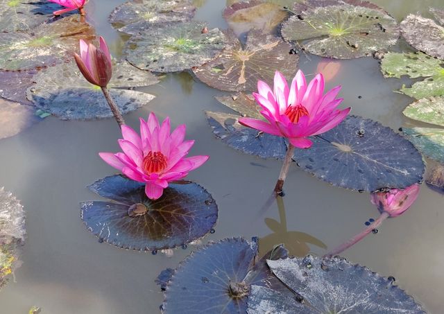 西雙版納｜愛麗絲夢遊仙境｜中科院植物園