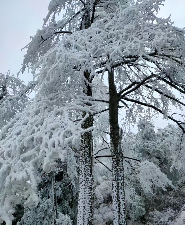 這個冬天總要來看看廬山的雪