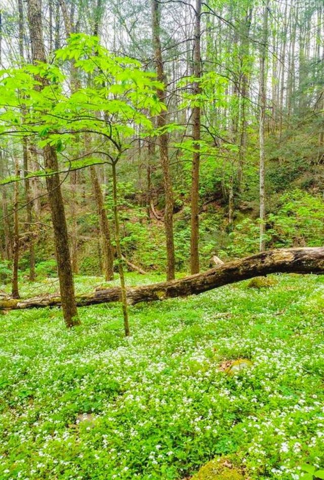 北卡秋天必遊——大煙山的楓葉就是最好的！