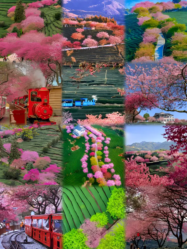 「ナショナルジオグラフィック」は私を騙していません、福建の桜は絵のように美しいです