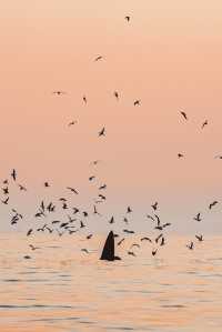 涠洲島沒有騙我！我追到了日落鯨魚！