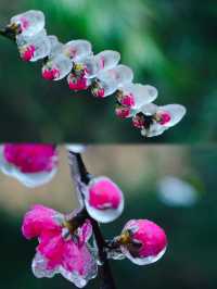 粵北觀冰花