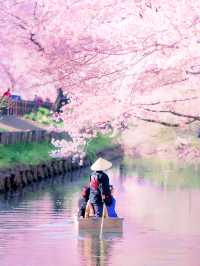 富士山下櫻花