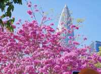 <《深圳今日浪漫：紫木風鈴花開遍，粉色花海等你來》