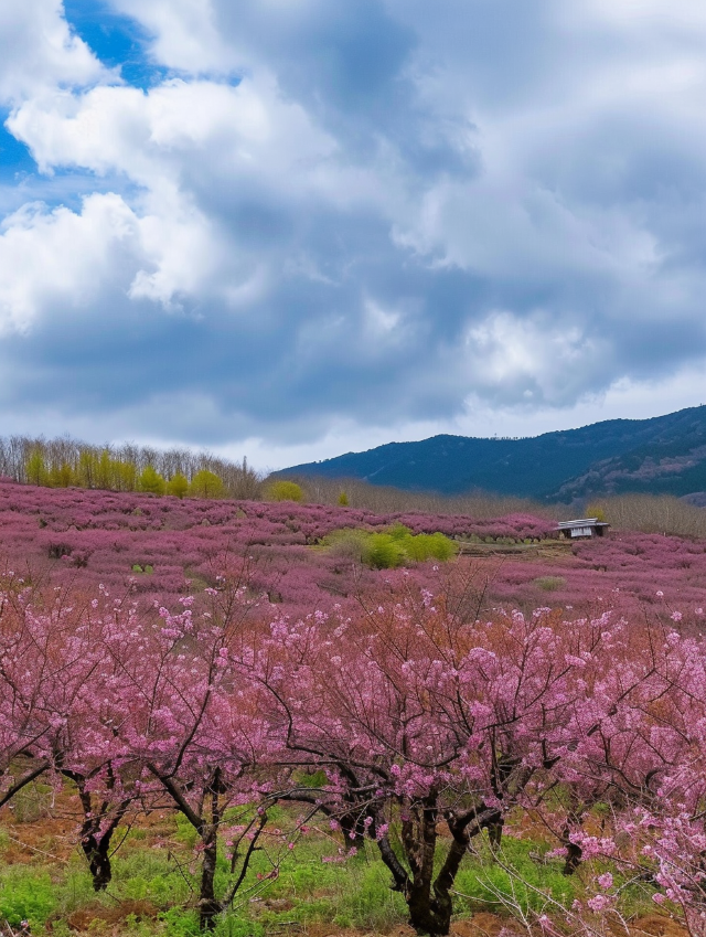 春日盛宴：三明清流賴坊櫻花盛景