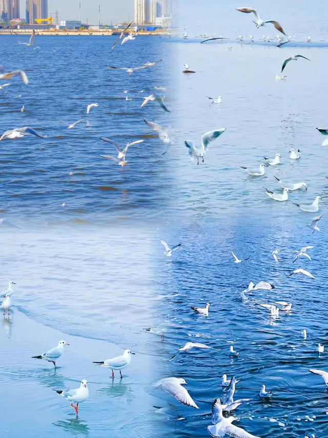 Romantic winter in Tianjin, Siberian seagulls accompany you through the winter