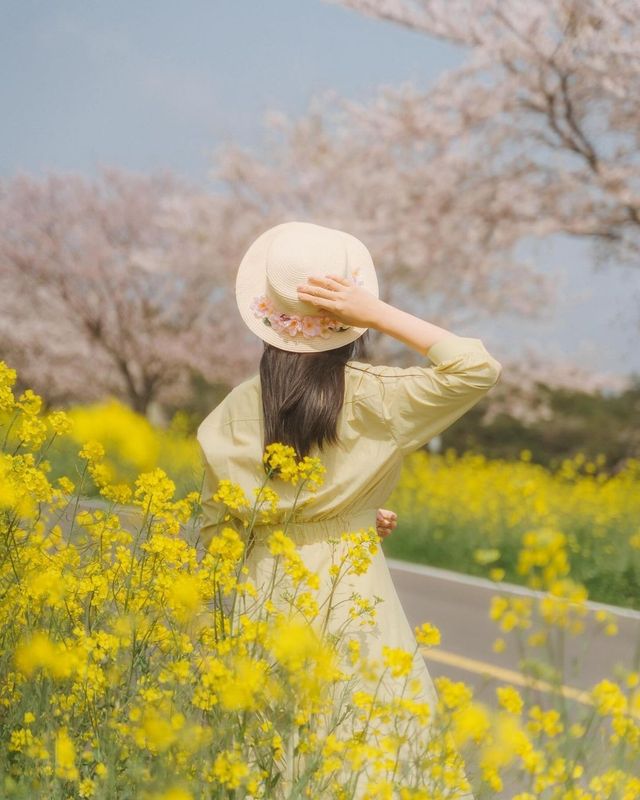 鹿山：油菜花與櫻花共舞的絕美仙境