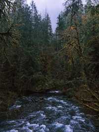 西雅圖周邊遊來到暮光森林也太美了