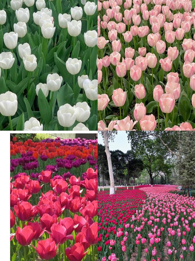 春日必去！西安興慶公園，帶你穿越千年尋古韻