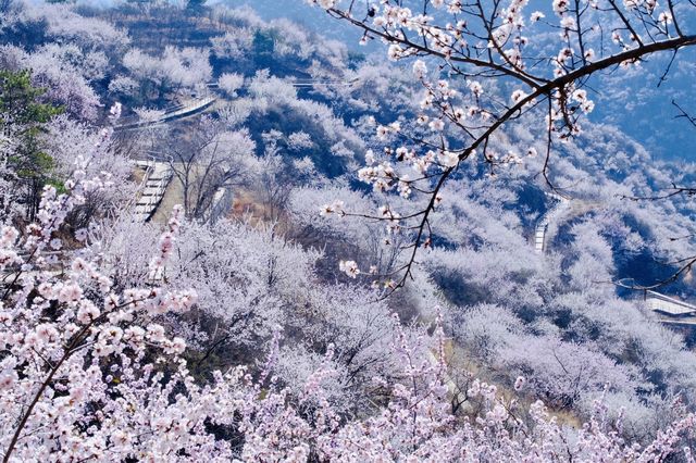 登春山！我願意稱這裡為北京春日桃花天花板