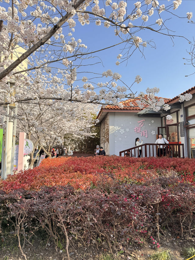 高東櫻花節，快來玩