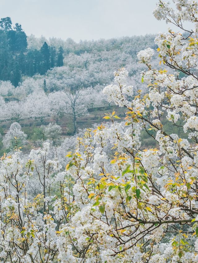 自駕雲南｜紅河小眾追花三日行：梨花櫻花看不停