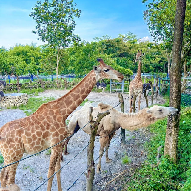 距離深圳1小時~人均19!!近距離餵動物玩水~別