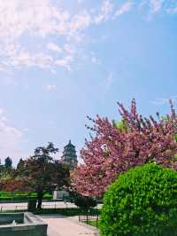 唐大慈恩寺觀花、假山、園林實景欣賞