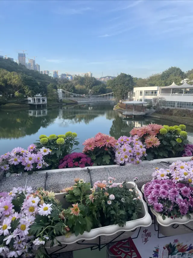 深圳東湖公園菊花展