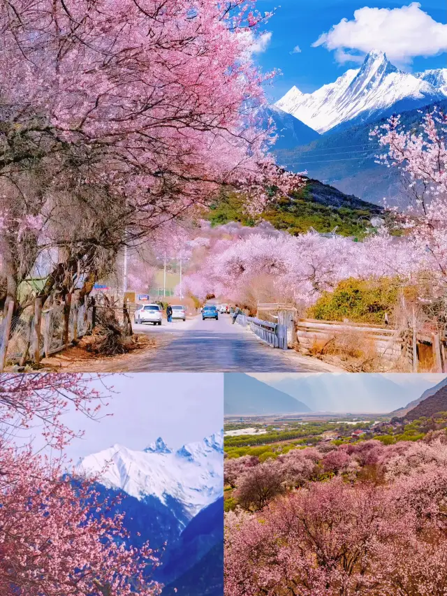 西藏・林芝——雪山の下の野生の桃の花